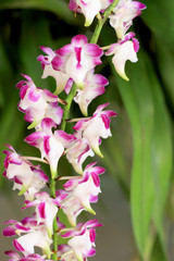 Pink orchid flowers