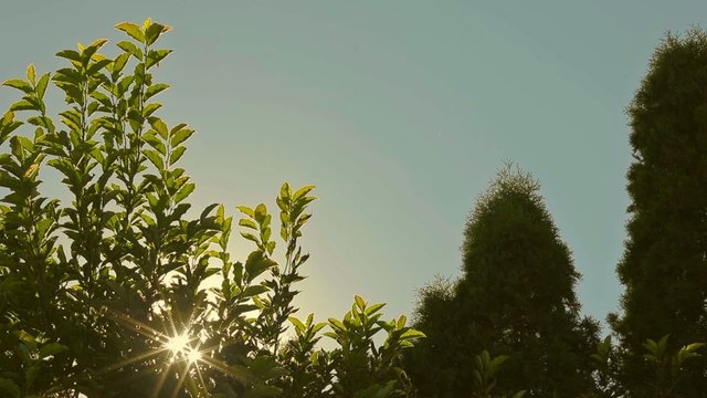 Sunshine blue sky and leaves