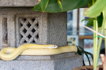 シロヘビ神社 （シロヘビ）