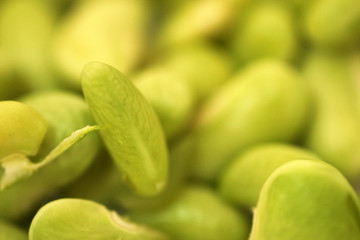 Close up of green peas (macro)