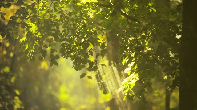 Sunshine in the forest with smoke or fog