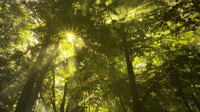 Sunshine in the forest with smoke or fog