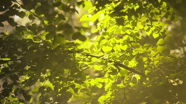 Sunshine in the forest with smoke or fog