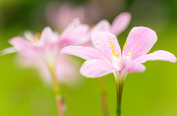 Zephyranthes candida Herb