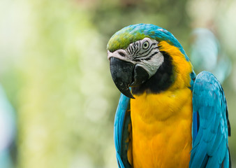close up of blue macaw parrot
