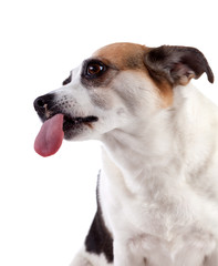 Funny dog with tongue on white background, isolated.