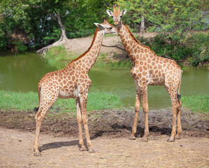Naklejka na ściany i meble Masai giraffe