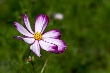 Obraz premium 秋桜