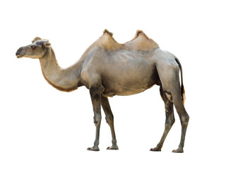 Bactrische kameel geïsoleerd op wit