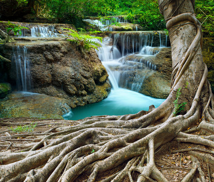 banyan tree and limestone waterfalls in purity deep forest use n