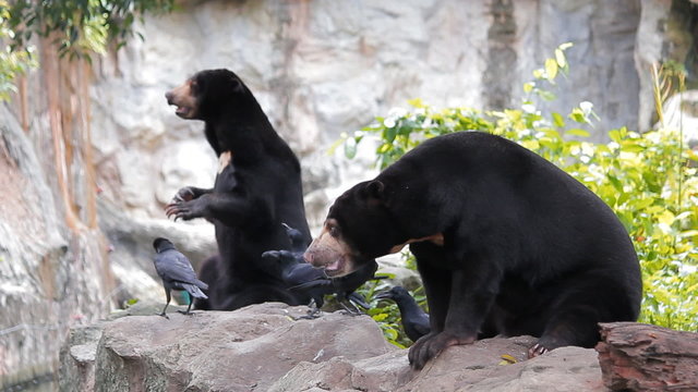 Malayan sun bear