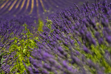 Fototapeta premium Lavendelfeld