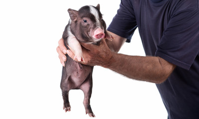 Pig isolated . ( Pot-bellied pig )