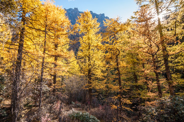 Obraz premium Colorful autumn