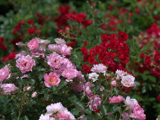 ピンクと赤の薔薇