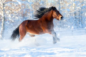 Fototapeta na wymiar Big draft horse runs in winter