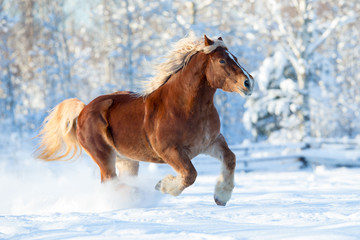 Horse runs on winter background