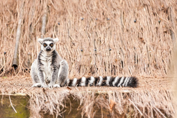 Ring-tailed lemur © denboma