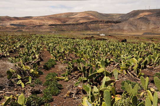 Lanzarote