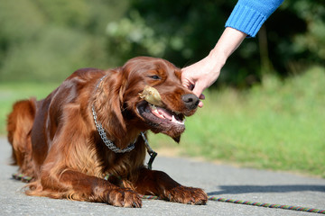irish red setter