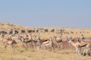 Fototapeta na wymiar Springbok and zebra herds