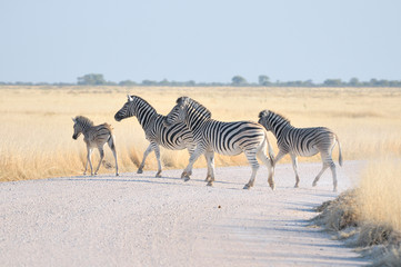 Fototapeta na wymiar Zebras crossing a road
