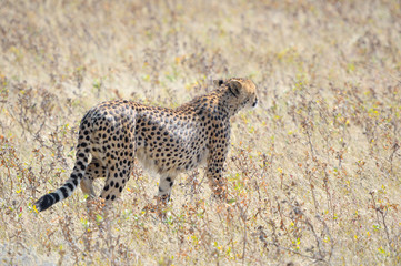 A Cheetah in the Etosha National Park 3