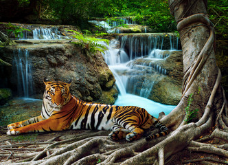 indochina tijger liggend met ontspannen onder banyantree tegen bea