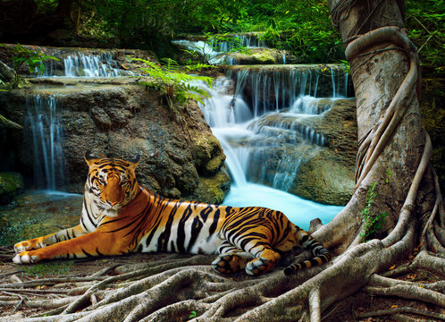 indochina tiger lying with relaxing under banyantree against bea © stockphoto mania