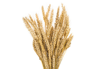 Wheat crops on white background, isolated