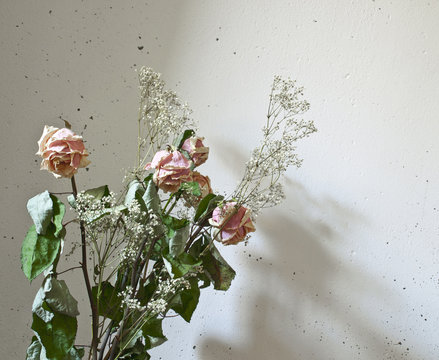 still-life with dry Roses