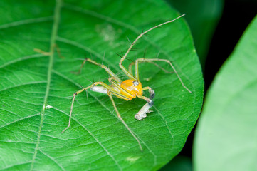 Jumping spider and prey