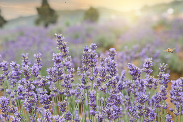 lavender