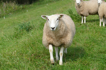 Sheep upfront on the dike