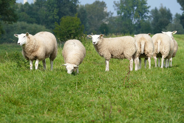 Flock of sheep on a dike