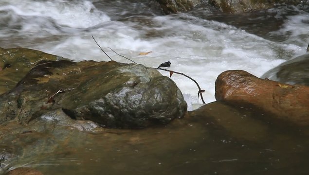 Sunda forktail (Enicurus velatus) in Sumatra, Indonesia
