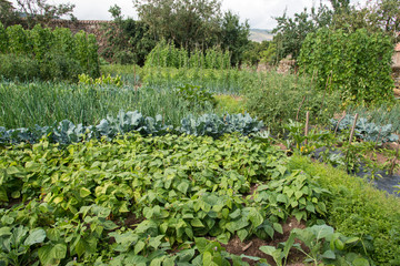 vegetable garden