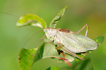 Grasshopper (Tettigonia cantans)