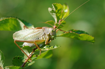 Grasshopper (Tettigonia cantans)