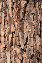 pine bark