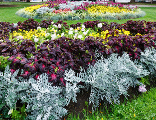 Autumn flowerbed composition