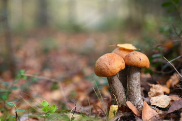 aspen mushrooms in the forest