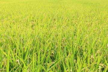 Obraz premium 豊作の稲穂