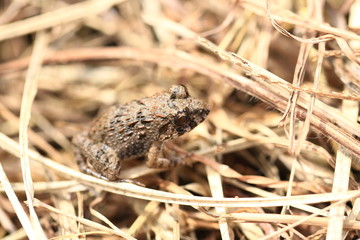 水田のカエル