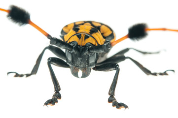 Common Tuft-bearing Longhorn (Aristobia approximator) on white b