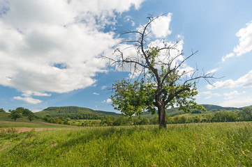 Fuchseck, Schwäbische Alb