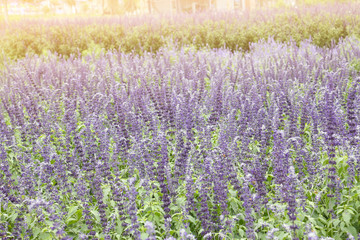 Naklejka premium lavender