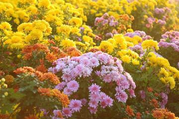 Obraz na płótnie Canvas Chrysanthemums
