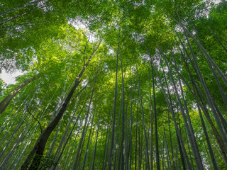 Obraz na płótnie Canvas Kyoto Bamboo grove,Japan