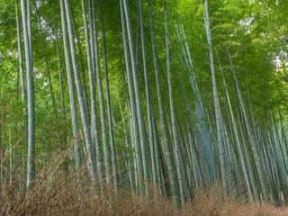 Kyoto Bamboo grove,Japan